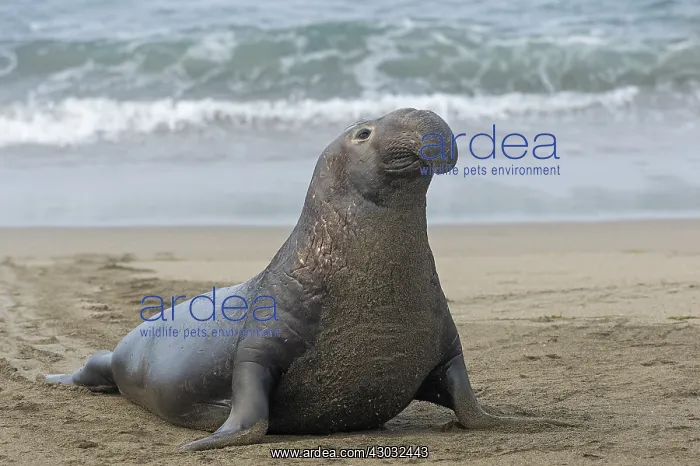 : Northern Elephant Seal (Mirounga angustirostris) : Northern Elephant Seal (Mirounga angustirostris)