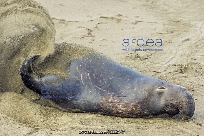 : Northern Elephant Seal (Mirounga angustirostris) : Northern Elephant Seal (Mirounga angustirostris)
