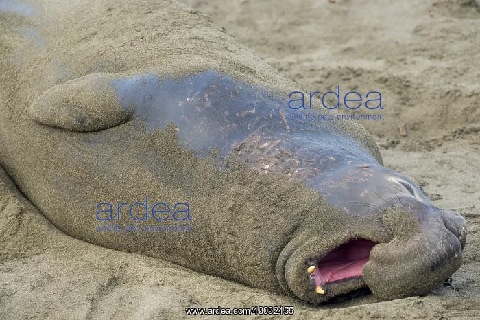 : Northern Elephant Seal (Mirounga angustirostris) : Northern Elephant Seal (Mirounga angustirostris)