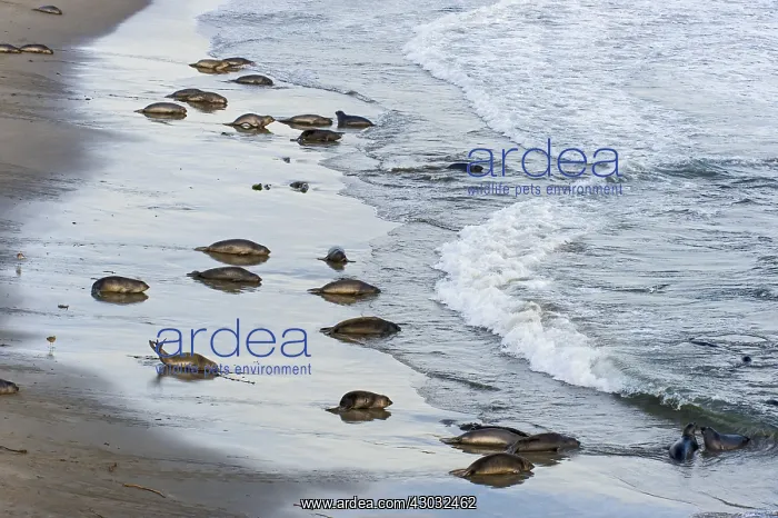 : Northern Elephant Seal (Mirounga angustirostris) : Northern Elephant Seal (Mirounga angustirostris)