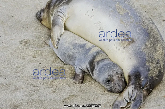 : Northern Elephant Seal (Mirounga angustirostris) : Northern Elephant Seal (Mirounga angustirostris)