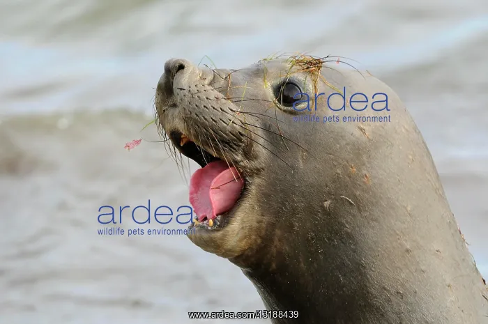 : Northern Elephant-seal (Mirounga angustirostris) : Northern Elephant-seal (Mirounga angustirostris)