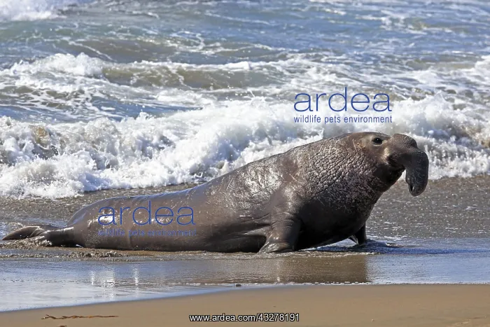 : Northern Elephant Seal (Mirounga angustirostris) : Northern Elephant Seal (Mirounga angustirostris)