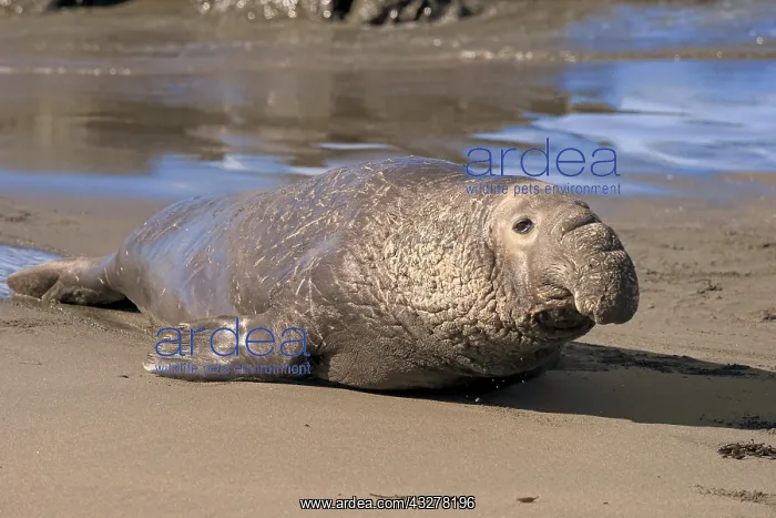 : Northern Elephant Seal (Mirounga angustirostris) : Northern Elephant Seal (Mirounga angustirostris)