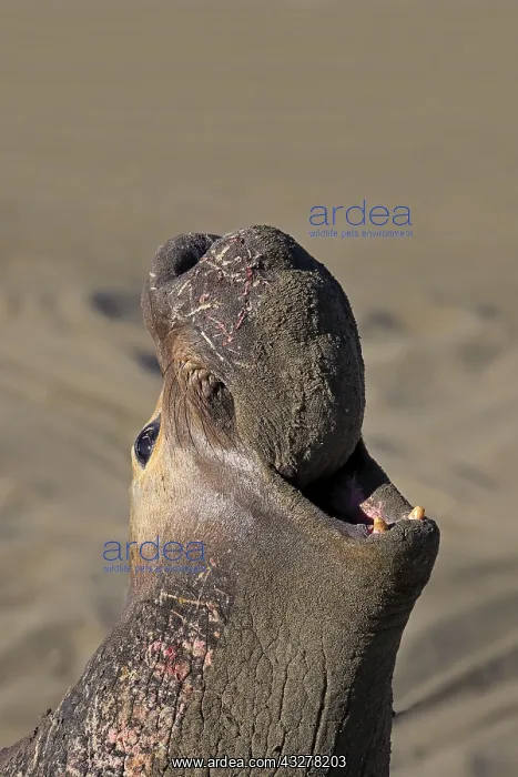 : Northern Elephant Seal (Mirounga angustirostris) : Northern Elephant Seal (Mirounga angustirostris)