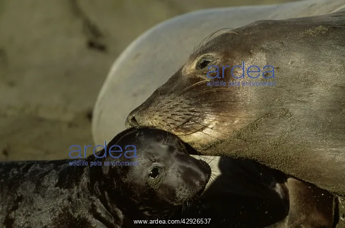 : Northern Elephant SEAL - Mother nuzzles pup : Northern Elephant SEAL - Mother nuzzles pup