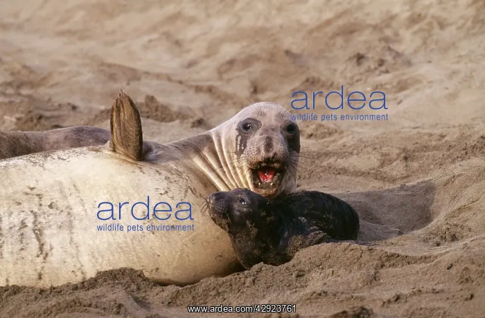 : Northern Elephant SEAL - Mother and pup : Northern Elephant SEAL - Mother and pup