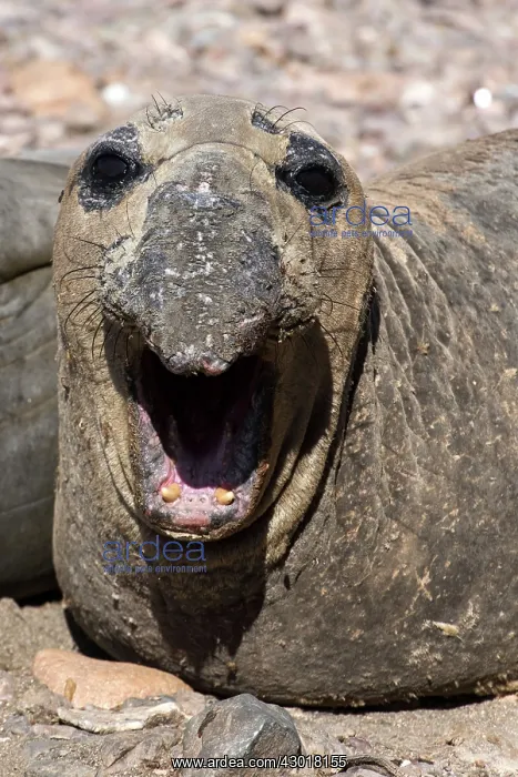 : Northern Elephant Seal with its mouth wide open : Northern Elephant Seal with its mouth wide open