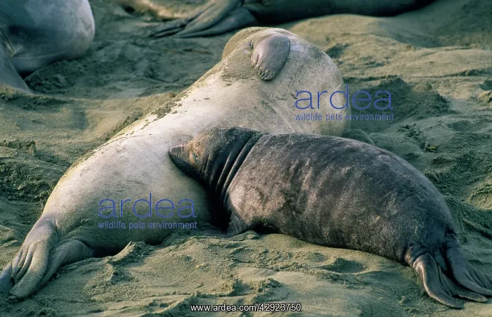 : Northern Elephant Seal - nursing pup : Northern Elephant Seal - nursing pup