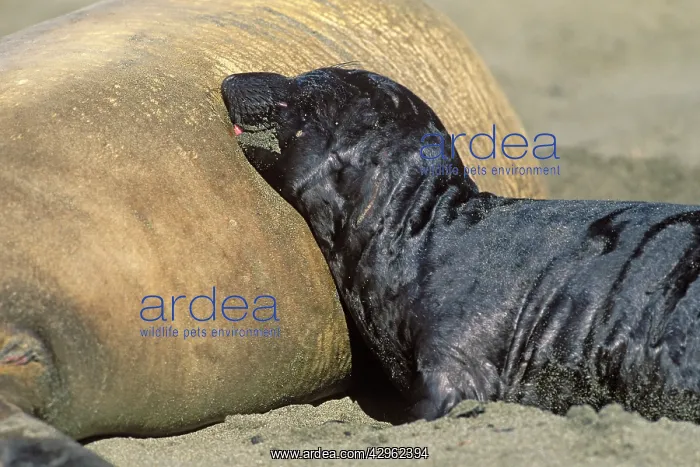 : Northern Elephant Seal - pup nursing : Northern Elephant Seal - pup nursing
