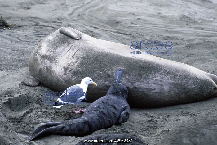 : Northern Elephant Seal - pup nursing and Western : Northern Elephant Seal - pup nursing and Western