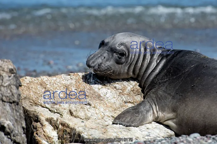  : Northern Elephant Seal resting on rock