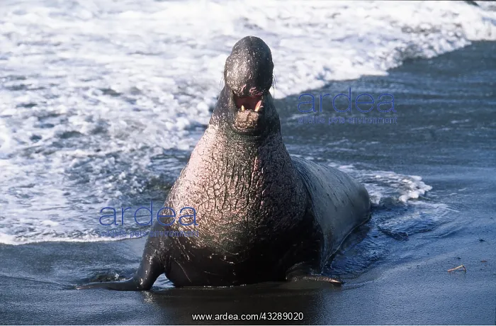 : Northern Elephant SEAL - roaring in the surf : Northern Elephant SEAL - roaring in the surf