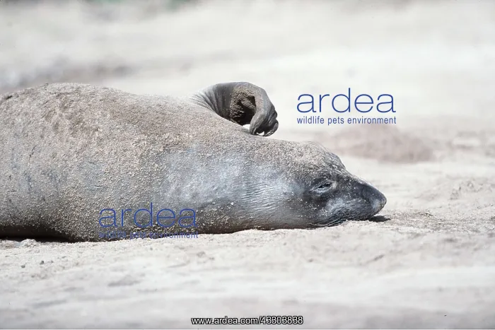  : Northern Elephant SEAL - scratching head
