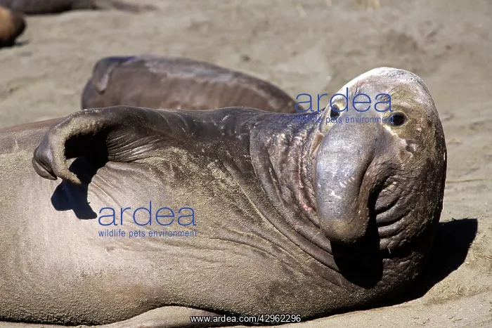 : Northern Elephant Seal - subadult male looking : Northern Elephant Seal - subadult male looking