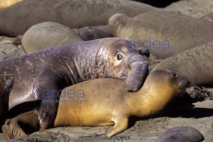 : Northern Elephant Seal - trying to mate whilst : Northern Elephant Seal - trying to mate whilst