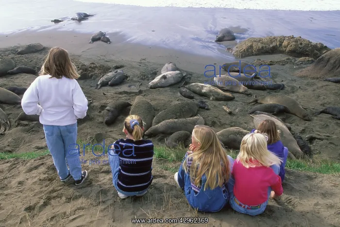 : Northern Elephant Seal - watched by children : Northern Elephant Seal - watched by children