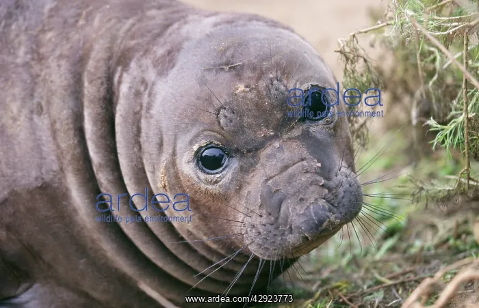 : Northern Elephant Seal - weaned pup : Northern Elephant Seal - weaned pup