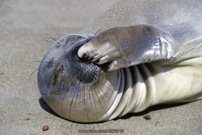: Northern Elephant Seal - weaned pup : Northern Elephant Seal - weaned pup