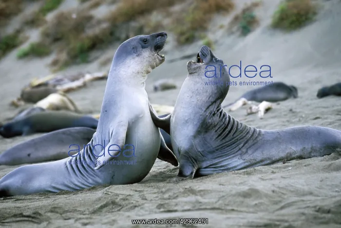: Northern Elephant Seal - weaned pups play-fighting : Northern Elephant Seal - weaned pups play-fighting