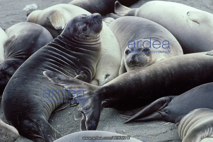 : Northern Elephant Seal - weaned young on beach : Northern Elephant Seal - weaned young on beach