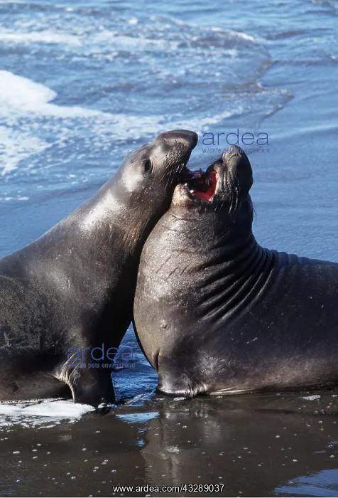 : Northern ELEPHANT SEAL - x two young males fighting : Northern ELEPHANT SEAL - x two young males fighting