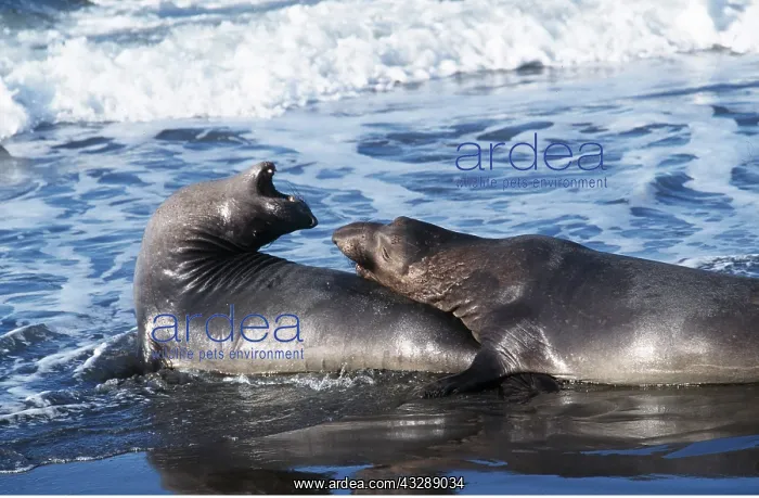 : Northern Elephant Seal - two young males sparring : Northern Elephant Seal - two young males sparring