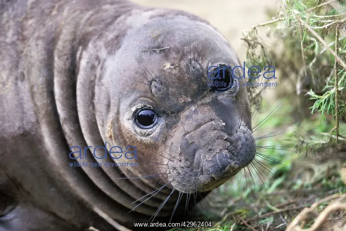 : Northern Elephant Seal - young moulting : Northern Elephant Seal - young moulting