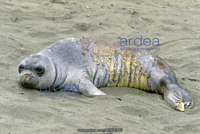  : Northern Elephant Seal - young moulting