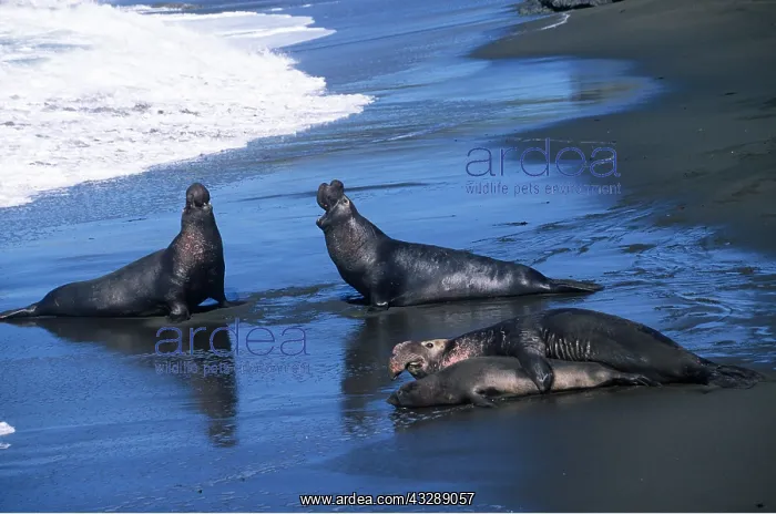 : Northern elephant SEALS - aggression, male mating : Northern elephant SEALS - aggression, male mating
