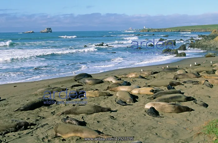 : Northern Elephant Seals - Colony on beach at Piedras : Northern Elephant Seals - Colony on beach at Piedras