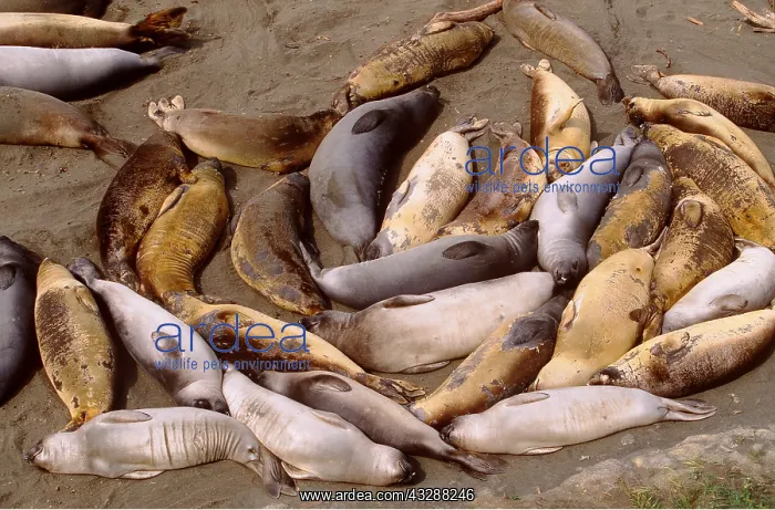 : NORTHERN ELEPHANT SEALS - Resting on beach during : NORTHERN ELEPHANT SEALS - Resting on beach during