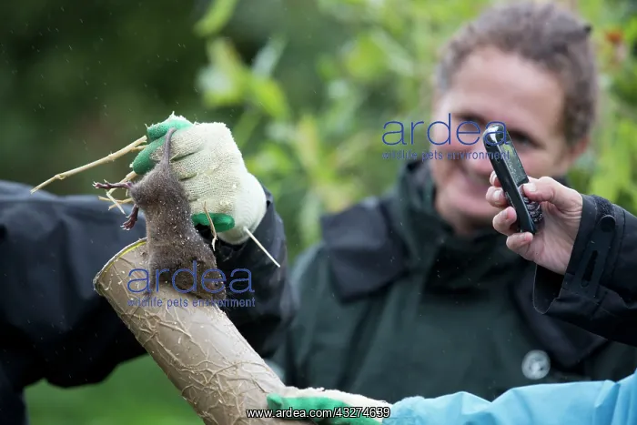 : Northern / European Water Vole Hole - about to be released : Northern / European Water Vole Hole - about to be released