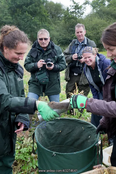 : Northern / European Water Vole Hole - about to be released : Northern / European Water Vole Hole - about to be released