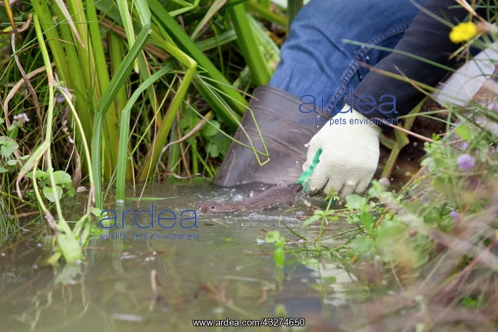  : Northern  /  European Water Vole Hole - about to be released