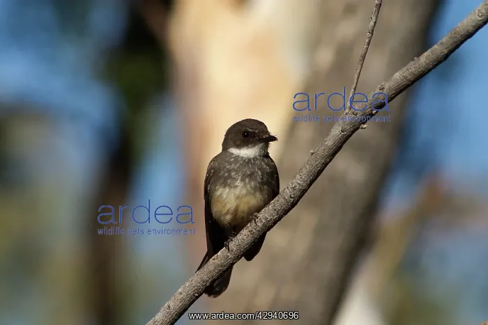 : Northern Fantail : Northern Fantail