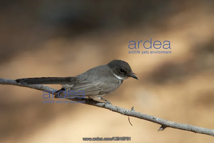: Northern Fantail : Northern Fantail