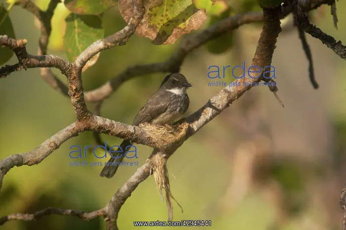 : Northern Fantail constructing its nest : Northern Fantail constructing its nest