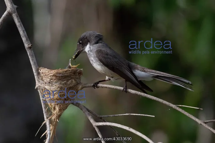 : Northern Fantail - With food for a small chick - : Northern Fantail - With food for a small chick -