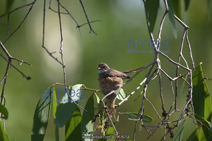 : Northern Fantail - at its nest : Northern Fantail - at its nest