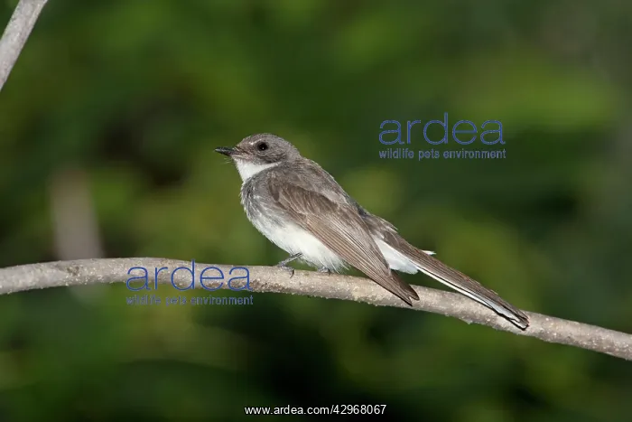  : Northern Fantail - perched on a branch