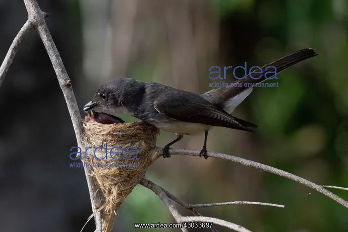 : Northern Fantail - Removing a faecal sac from a : Northern Fantail - Removing a faecal sac from a