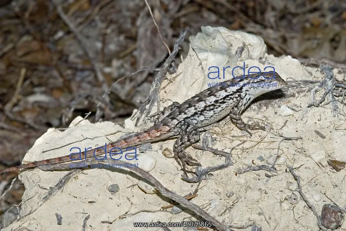 : Northern fence lizard : Northern fence lizard