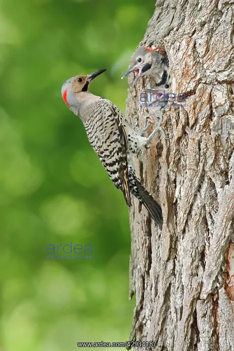  : Northern Flicker