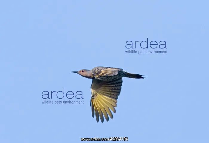  : Northern Flicker