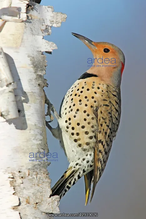 : Northern Flicker : Northern Flicker