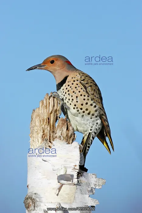 : Northern Flicker : Northern Flicker