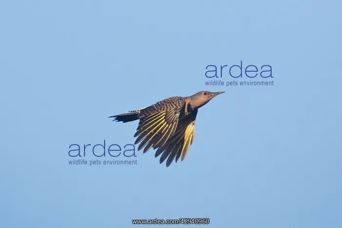  : Northern Flicker