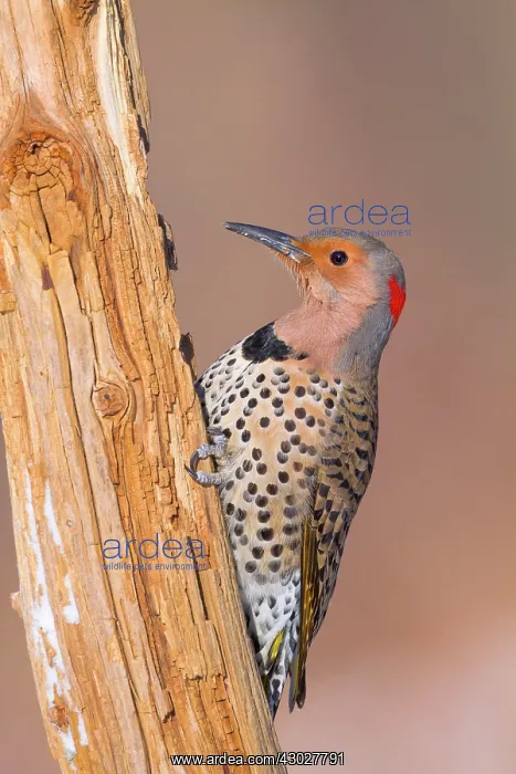 : Northern Flicker : Northern Flicker