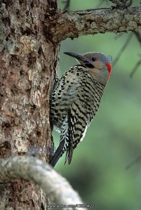 : Northern Flicker : Northern Flicker